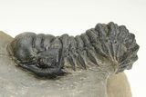 Detailed Crotalocephalina Trilobite - Atchana, Morocco #222435-2
